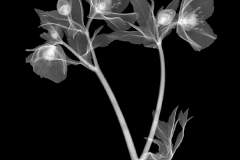 Lenten Rose