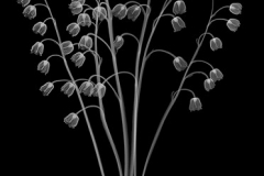 Lily of the Valley