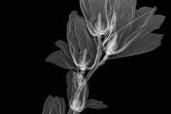 Elizabeth Magnolia