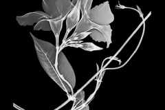 Mandevilla Vine