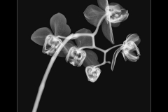 Orchid