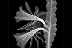 Orchid Cactus
