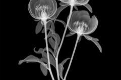 Peony Trio
