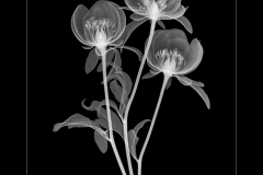 Peony Trio