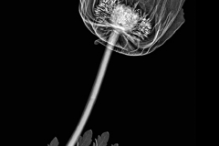 Poppy