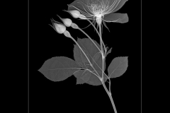 Rose with Three Buds