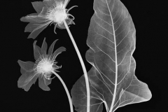 Arrow Leaf Balsamroot