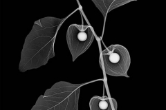 Chinese Lantern