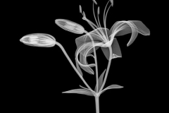Lily with Two Buds