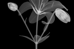 Lily with Buds