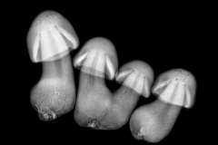 Mushrooms