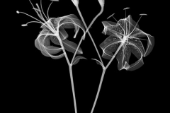 Tiger Lily