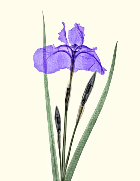 Japanese-Siberian-Iris-coloured