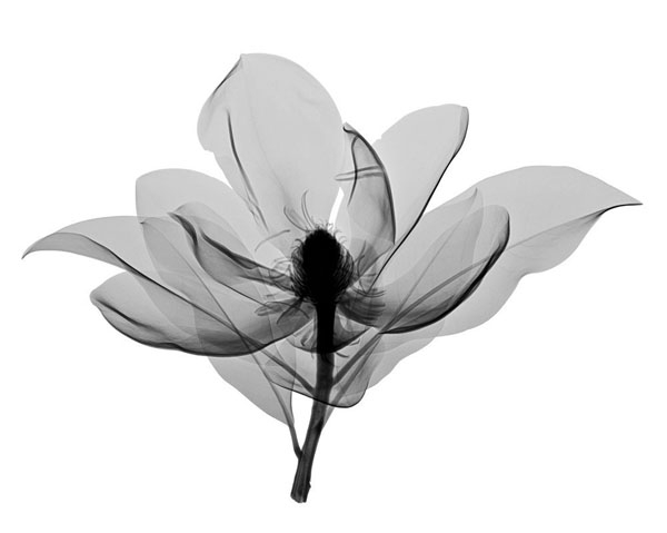 Magnolia-b-w