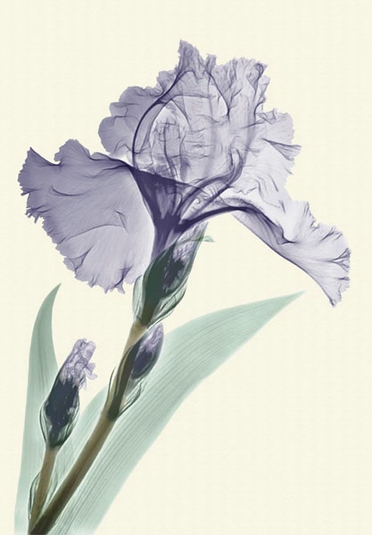 blue-iris