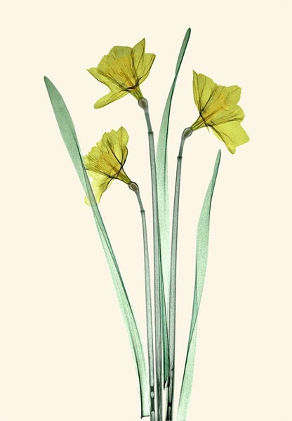 daffodil-trio