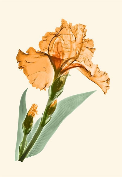 iris-orange